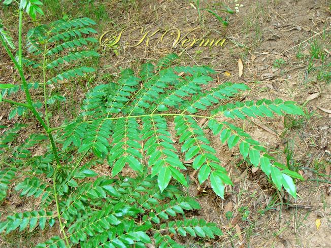  Leaf